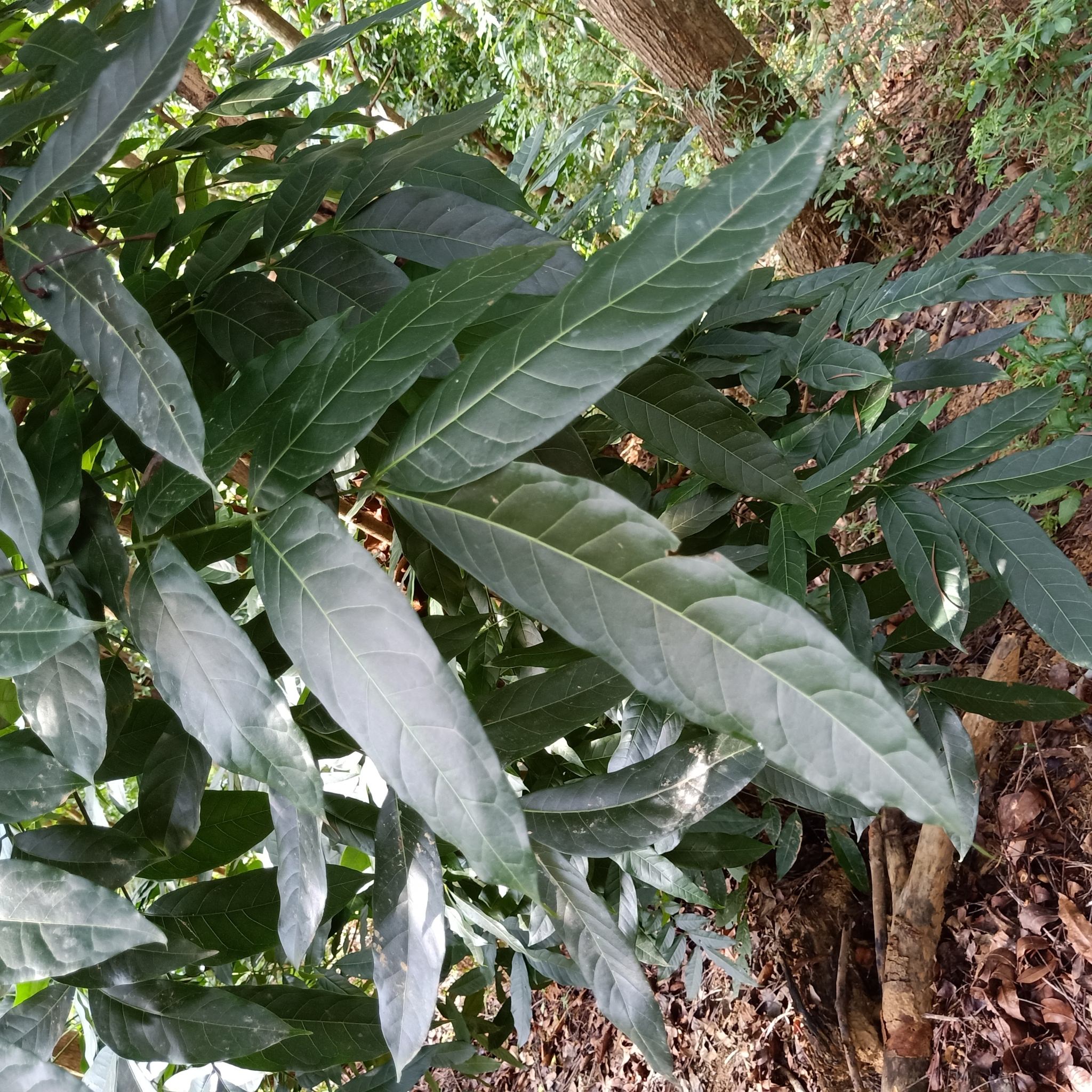 Swietenia macrophylla